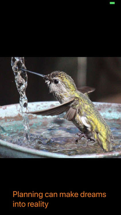 Hummingbird Moments