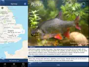 fish id - freshwater fish uk ipad bildschirmfoto 4