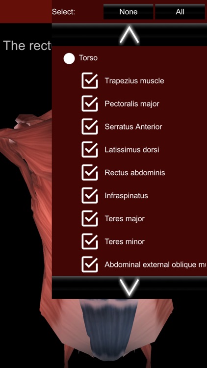 Muscular System 3D (anatomy) screenshot-3