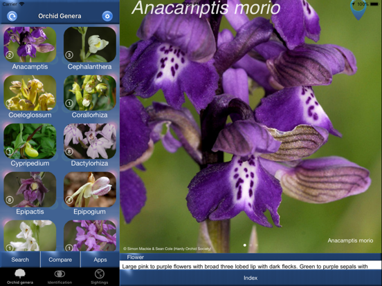 Screenshot #4 pour Orchid Id - British Orchids