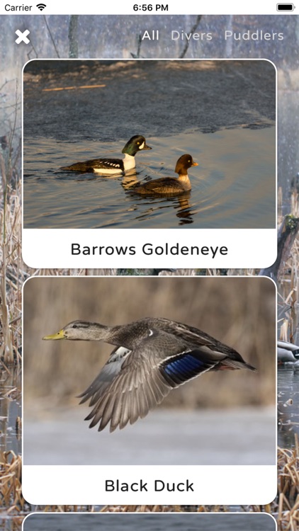 Duck ID App Premium