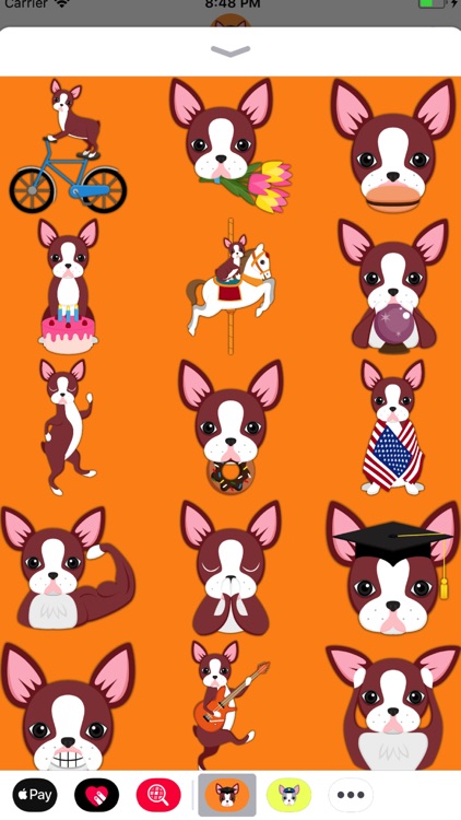 Red Boston Terrier