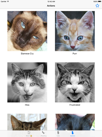 Screenshot #5 pour Son de chat- amoureux de chat