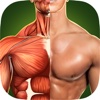 Human Anatomy 3D: Bodybuilding