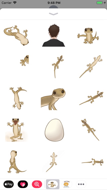 Gecko Animated Stickers
