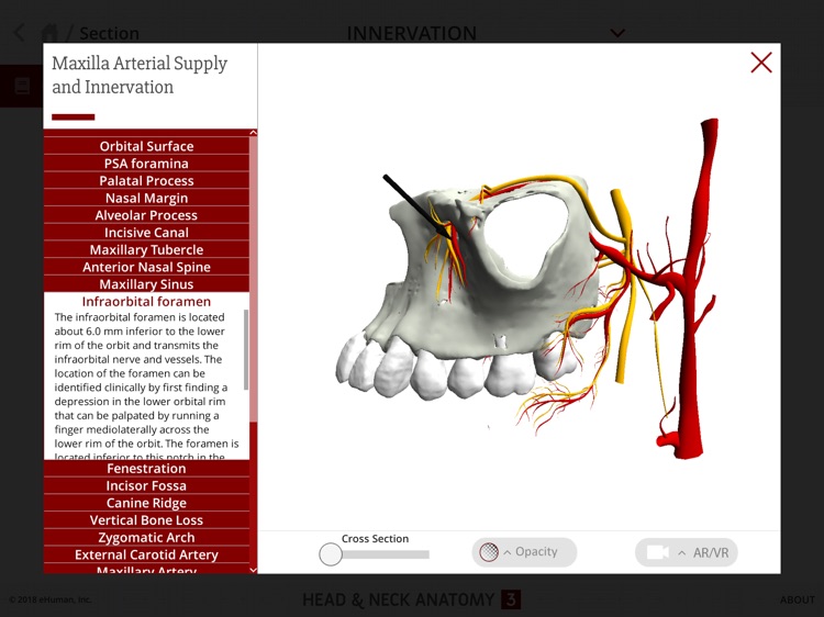 Head and Neck Anatomy 3 screenshot-5