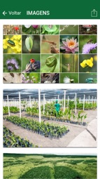 EcoAmaz&ocirc;nia Captura de tela 4