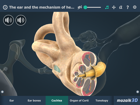 Screenshot #6 pour The mechanism of hearing 3D