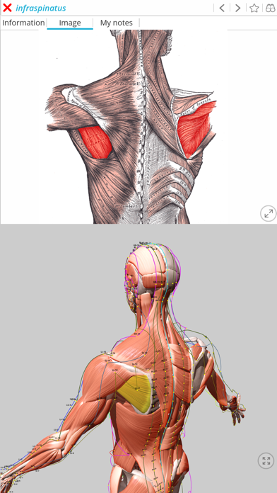 Visual Acupuncture 3Dのおすすめ画像5