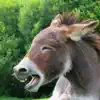 Donkey Sounds! delete, cancel