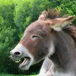 Donkey Sounds! App Problems