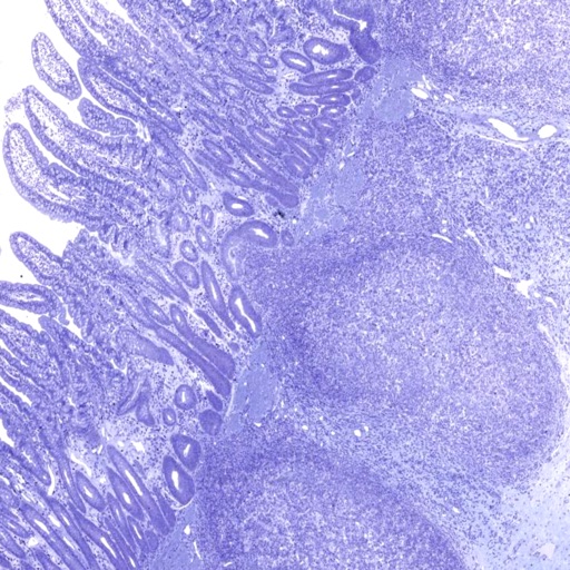 AnatLab Histology iOS App