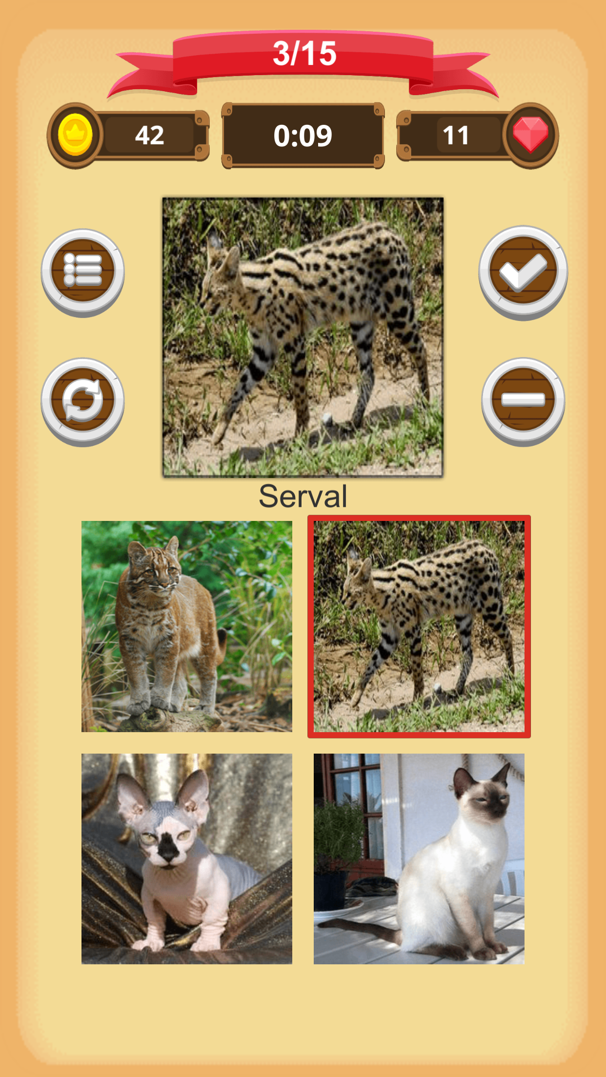 Cats - Quiz