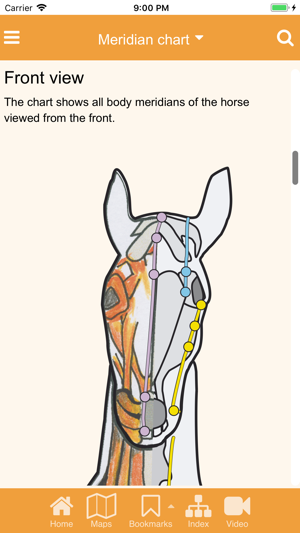 Equine Acupuncture Chart