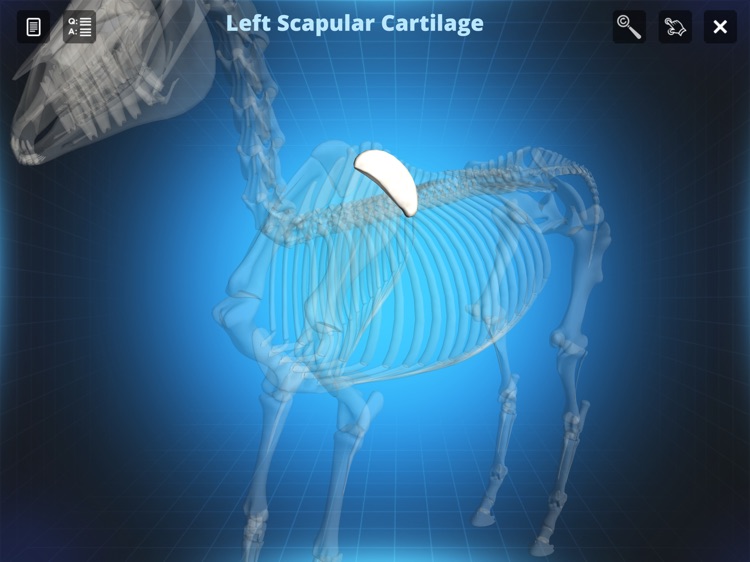 Bone Viewer - Horse Skeleton