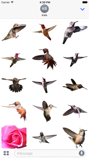 Hummingbirds - Medium (Retina)(圖2)-速報App