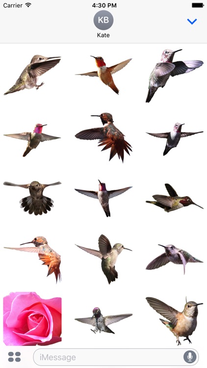 Hummingbirds - Medium (Retina)