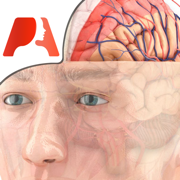 Pocket Brain