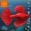 Fish Tycoon Free for iPad negative reviews, comments