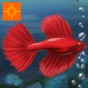 Fish Tycoon Free for iPad app download