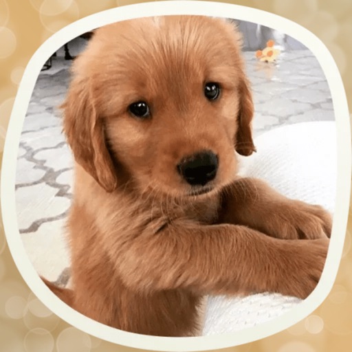 The Sweeetest Dogs Stickers iOS App