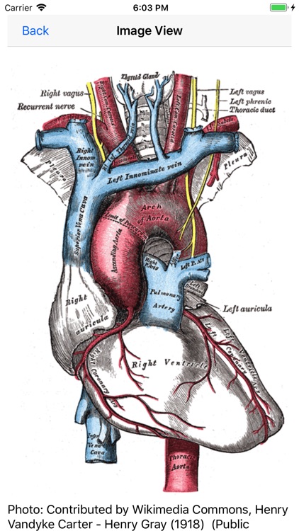 Vascular Board Review