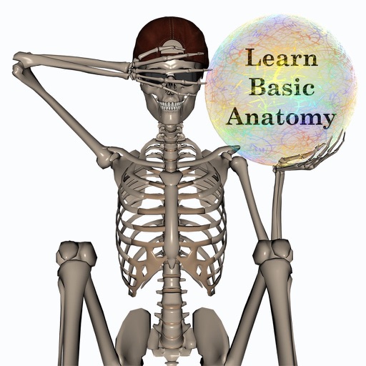 Stus Anatomy Flashcards