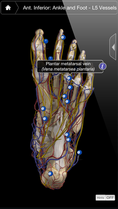 Ankle & Foot Pro III screenshot1