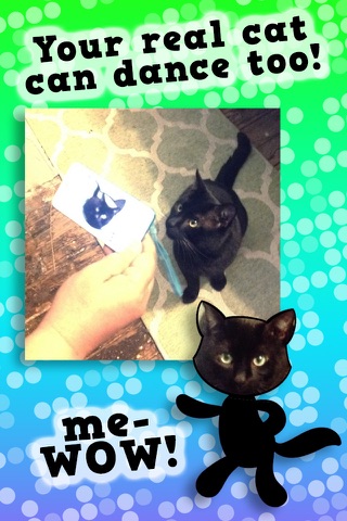 Disco Cats Augmented Reality - náhled
