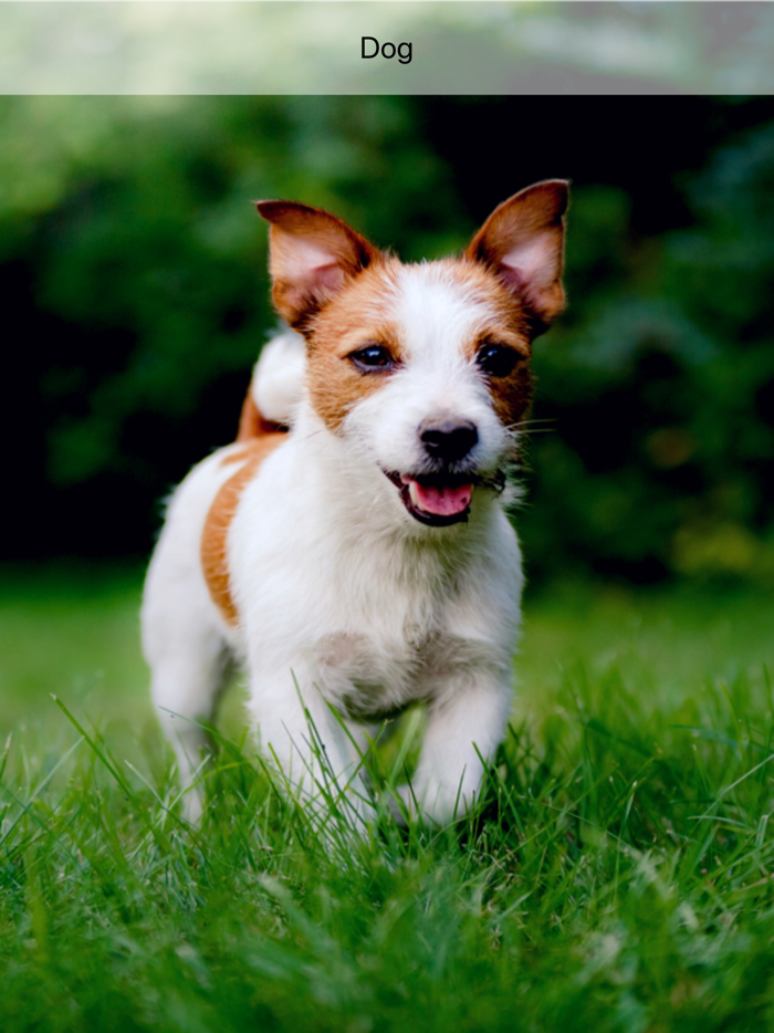 Games for kids flash cards