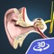 The ear and the mechanism of hearing 3D