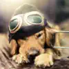 Dog Wallpapers - Cute Puppies Themes For Mobile problems & troubleshooting and solutions