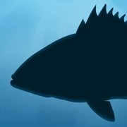 Fish Rules