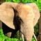 Enter into the wild savanna and live the life of an Elephant