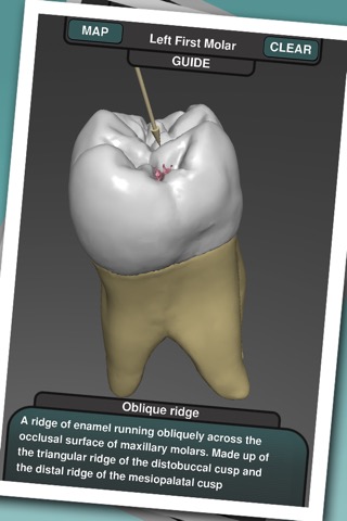 Real Tooth Morphologyのおすすめ画像3