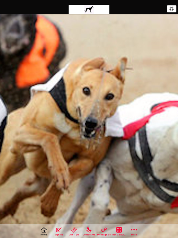 Screenshot #4 pour The Greyhound Tipster