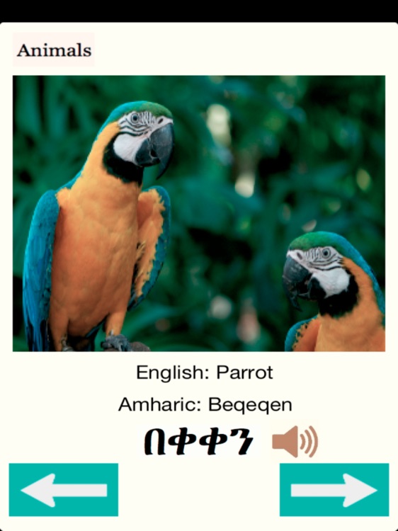 Animals in Amharic Audio