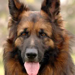 German Shepherd World app icon