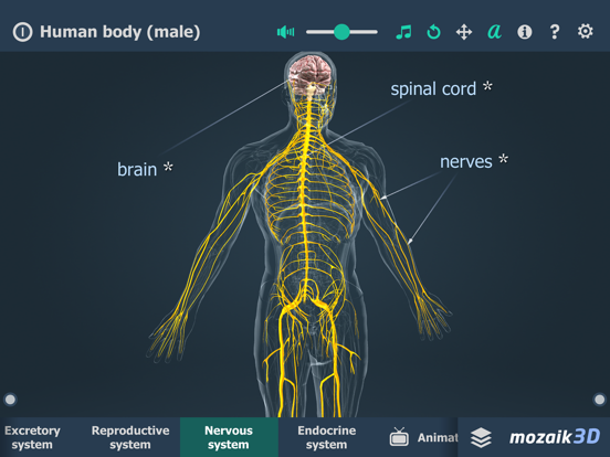 Human body (male) 3D iPad screenshot 6 - Education app