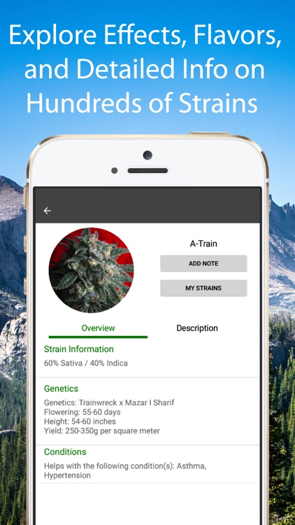 Cannabis Strain Guide