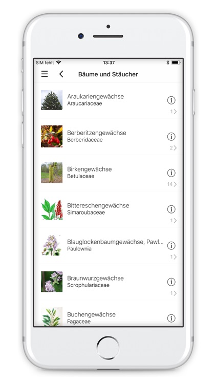 Bäume und Sträucher