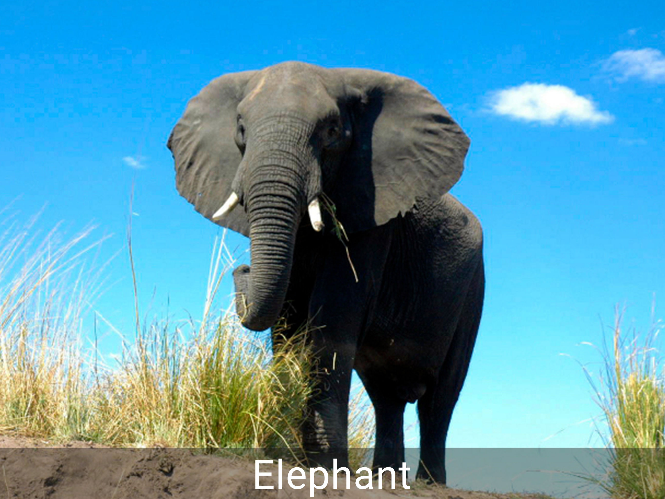 Toddler Animal Sounds and Pictures screenshot 8