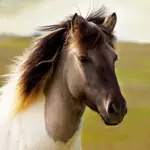 Horse Soundboard App Cancel