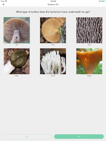 Mushy: Complete Mushroom Guideのおすすめ画像4