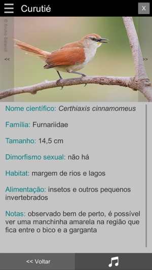 Guia Aves da Região Bragantina(圖7)-速報App