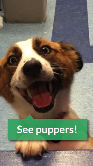 Color Puppers(圖3)-速報App
