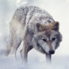 Wolf Sounds icon