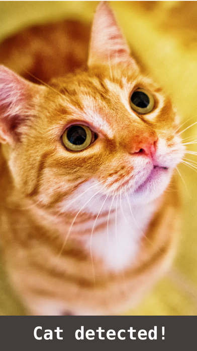 Screenshot #3 pour Cat detector