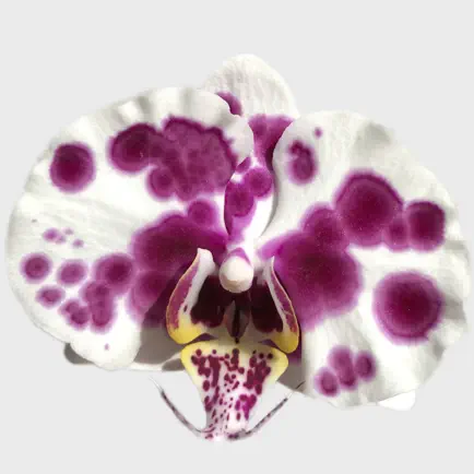 Real Orchid Stickers Cheats