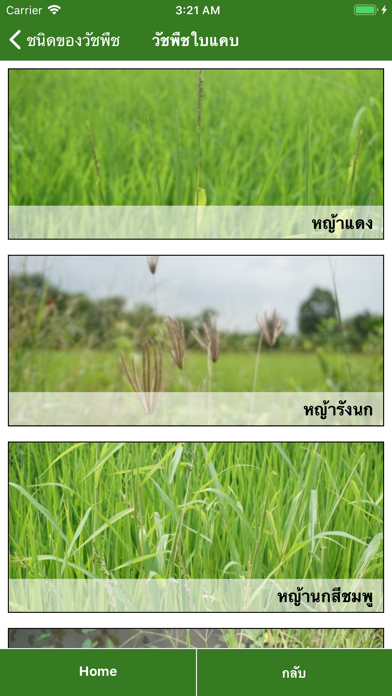 Clean Rice Fields screenshot 2